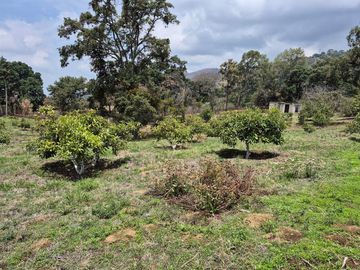 Se Vende Huerta de Aguacate Hass, Nepantla, Estado de México