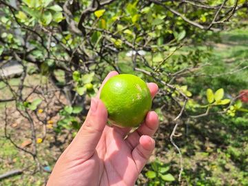 Se Vende Huerta de Aguacate Hass, Nepantla, Estado de México
