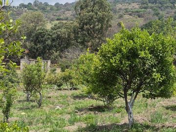 Se Vende Huerta de Aguacate Hass, Nepantla, Estado de México
