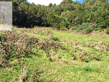 Se vende 12,47 Hectáreas orilla de playa vista al Canal Dalcahue Isla Quinchao Chiloé