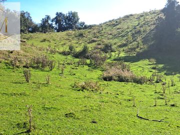 Se vende 12,47 Hectáreas orilla de playa vista al Canal Dalcahue Isla Quinchao Chiloé