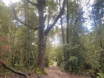 Casa en el bosque en Venta 3D en Pucón