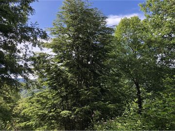 HERMOSAS PARCELAS EN PANQUI A 45 MIN DE PUCON