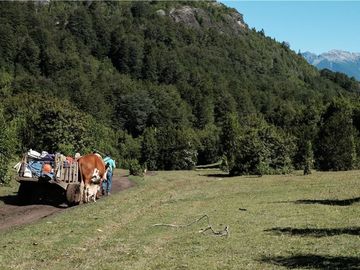 VENTA CAMPO 206 Ha  COCHAMÓ LAGO LAS ROCAS