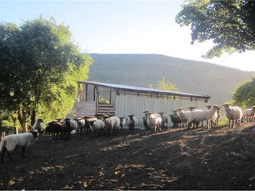 VENTA CAMPO 206 Ha  COCHAMÓ LAGO LAS ROCAS