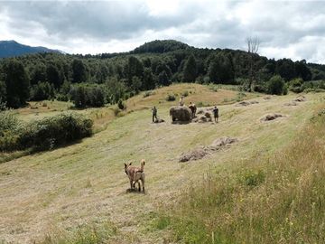 VENTA CAMPO 206 Ha  COCHAMÓ LAGO LAS ROCAS