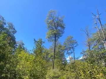 Venta de hermoso Campo rodeado por dos Esteros