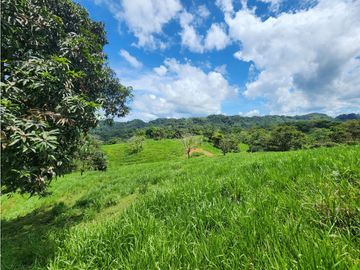 SE VENDE FINCA AGROPECUARIA EN COLÓN