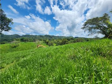 SE VENDE FINCA AGROPECUARIA EN COLÓN