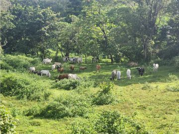 SE VENDE FINCA AGROPECUARIA EN COLÓN