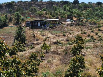 Vende Parcela agrícola ; Paltos, Cítricos. Agua de pozo.