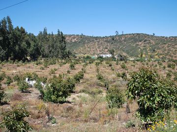 Vende Parcela agrícola ; Paltos, Cítricos. Agua de pozo.