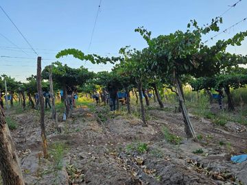 Finca en Ingeniero Gustavo Andre