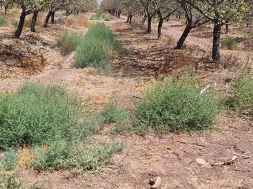 PARCELA EN ALMENDRALES DE TABALI A 15 MINUTOS DE OVALLE