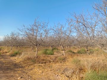 PARCELA EN ALMENDRALES DE TABALI A 15 MINUTOS DE OVALLE