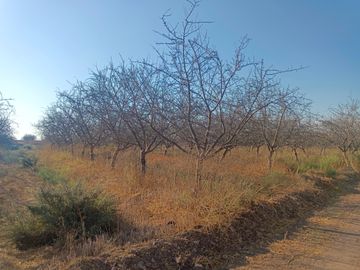 PARCELA EN ALMENDRALES DE TABALI A 15 MINUTOS DE OVALLE