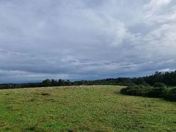 TIRUA, TIRUA