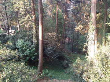 RENTA DEPARTAMENTO EN  BOSQUES 6060 EN  ALVARO OBREGON