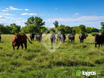 Campo Mixto en venta de 2100 ha | Macapillo | Provincia de Salta