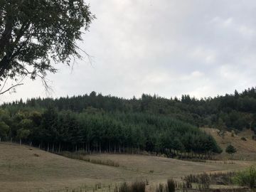 Parcela en venta  en ANGOL