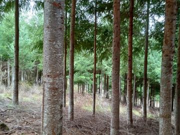 Parcela en venta  en ANGOL