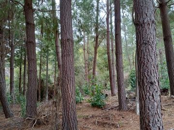Parcela en venta  en ANGOL