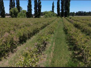 PRODUCTIVO CAMPO AGRICOLA