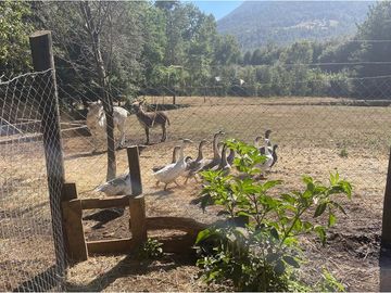 Venta Granja, parcela Trufulco- Pucon