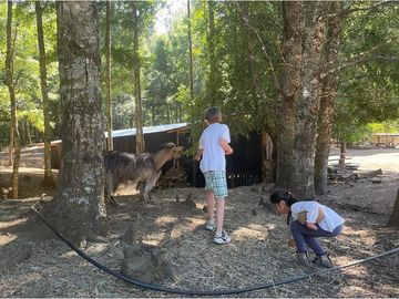 Venta Granja, parcela Trufulco- Pucon