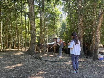 Venta Granja, parcela Trufulco- Pucon