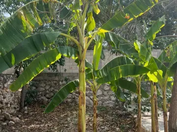 Casa en venta en Merida Centro, Mérida, Yucatán