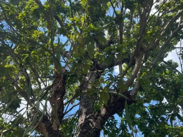 Casa en venta en Merida Centro, Mérida, Yucatán