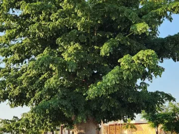 Terreno en venta en Tamanche, Mérida, Yucatán