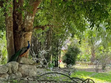 Quinta en venta en Kinchil, Kinchil, Yucatán