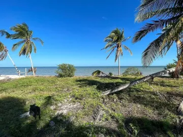 Terreno en venta en San Crisanto, Sinanché, Yucatán