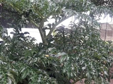 Terreno en venta en Teya, Kanasín, Yucatán