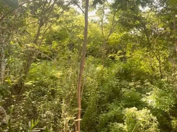 Terreno en venta en Prolongación Montejo, Mérida, Yucatán