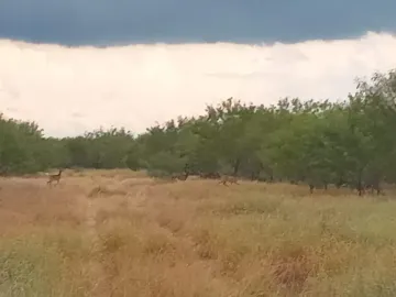 Finca-Rancho en venta en Mier Centro, Mier, Tamaulipas