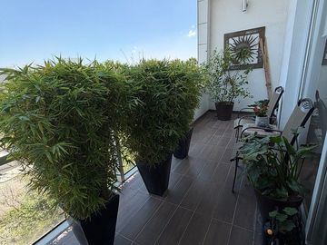 DEPARTAMENTO/LOMAS DEL PEDREGAL FRAMBOYANES/TLALPAN