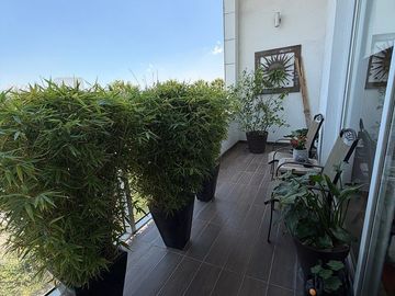 DEPARTAMENTO/LOMAS DEL PEDREGAL FRAMBOYANES/TLALPAN