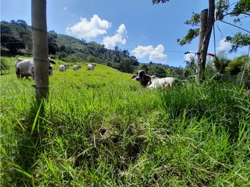 Venta Finca, Quiebra de Vélez, Manizales  Cod. 7423707