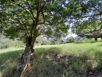 Venta Finca, Quiebra de Vélez, Manizales  Cod. 7423707