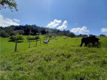 Venta Finca, Quiebra de Vélez, Manizales  Cod. 7423707