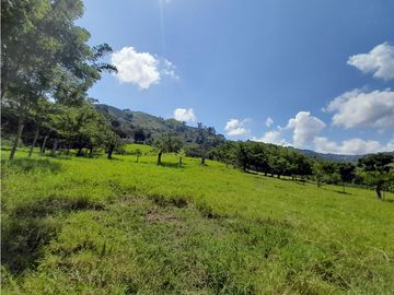 Venta Finca, Quiebra de Vélez, Manizales  Cod. 7423707