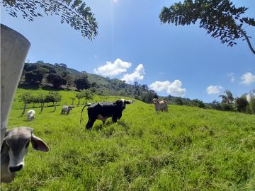 Venta Finca, Quiebra de Vélez, Manizales  Cod. 7423707