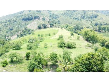 Venta Finca, Quiebra de Vélez, Manizales  Cod. 7423707