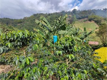 Venta Casa campestre Via la Linda, Manizales, COD 9433857