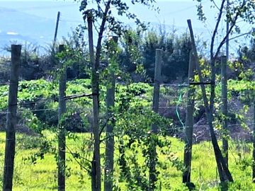 Venta de sitio de 29.375 m2., loteo dividido en 5 parcelas, con 4 canchas de Padel, en Quillota. 15.000 UF.