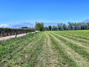 En venta parcela en San Rafael, San Felipe, 75.600 m2., en producción. 483 M$