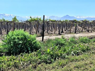 En venta parcela en San Rafael, San Felipe, 75.600 m2., en producción. 483 M$